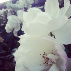 white roses.